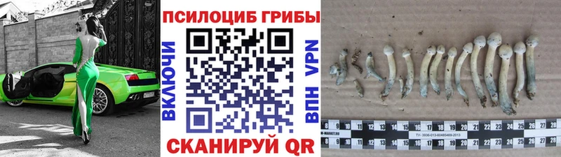 ссылка на мегу ссылка  где купить наркоту  Белоярский  Псилоцибиновые грибы Psilocybine cubensis 